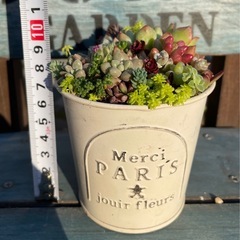 多肉植物★寄せ植え★の画像