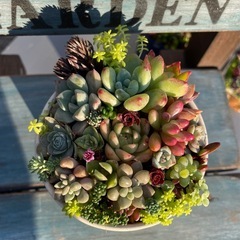 多肉植物★寄せ植え★の画像