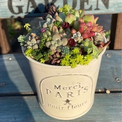多肉植物★寄せ植え★の画像