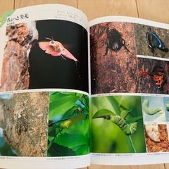 はっけんずかん3セット、昆虫記の画像