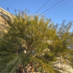大きなアカシアの木　　アカシア・プリスベーン❣️の画像