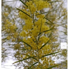 大きなアカシアの木　　アカシア・プリスベーン❣️の画像