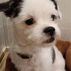 シーズーMIX🌼女の子　７歳