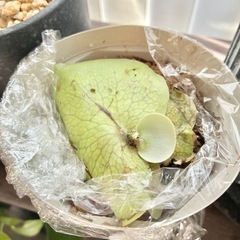 希少　子株　株分 ビカクシダ ペイトンP.payton 着生 着生植物 コウモリラン インテリア の画像