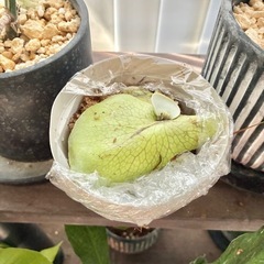 希少　子株　株分 ビカクシダ ペイトンP.payton 着生 着生植物 コウモリラン インテリア の画像