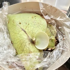 希少　子株　株分 ビカクシダ ペイトンP.payton 着生 着生植物 コウモリラン インテリア の画像