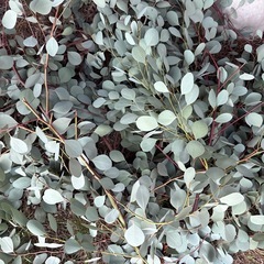 ユーカリ　剪定したての画像