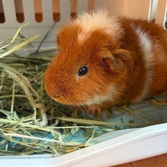 テディモルモット