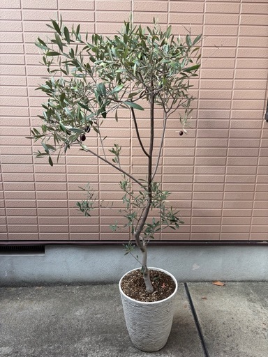 オリーブの木
