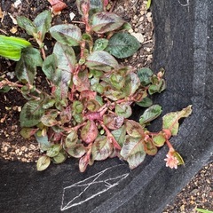 ポリゴナム　ピンクの画像