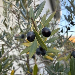 オリーブの実🫒の画像