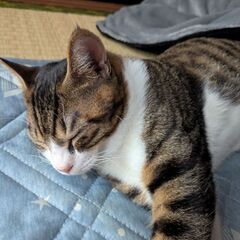 キジ猫 推定6ヶ月オス 里親募集