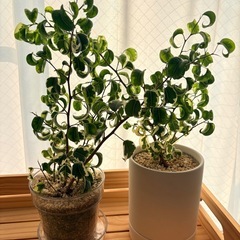 観葉植物の画像
