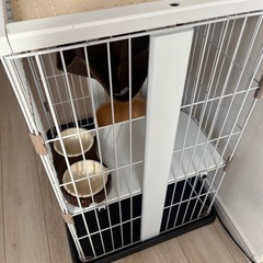 ♡ウッドワンサークルキャットミニ　猫用　ホワイト♡の画像