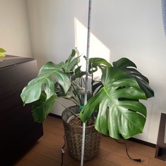 購入者様決まりました。
モンステラ(観葉植物)☆お値段下げます☆の画像