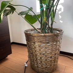 購入者様決まりました。
モンステラ(観葉植物)☆お値段下げます☆の画像