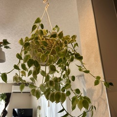 ペペロミア2個セットの画像