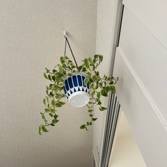 ペペロミア2個セットの画像