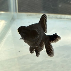 金魚★出目金(黒)の画像