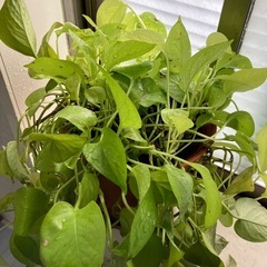 ご希望価格コメント下さい！ライムポトス鉢の画像