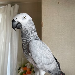 ヨウムが逃げてしまいました。