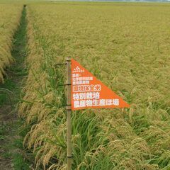 令和７年産新米　「ひとめぼれ 」玄米30Kg（在庫のみ）の画像