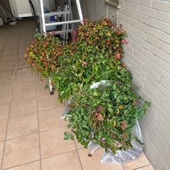 オタフクナンテンの画像