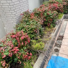 オタフクナンテンの画像