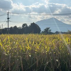 令和7年産 新米　宮崎県産　ひのひかり　玄米　20kg　農薬不使用　除草剤不使用　有機肥料栽培　生産者直送　小分け対応可の画像