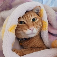 緊急‼️里親募集　2歳の茶トラ男の子