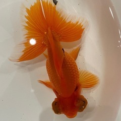 (決定)蝶尾 更紗 当歳の画像