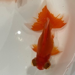 (決定)蝶尾 更紗 当歳の画像