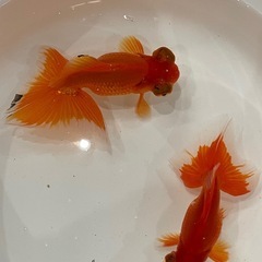 (決定)蝶尾 更紗 当歳の画像