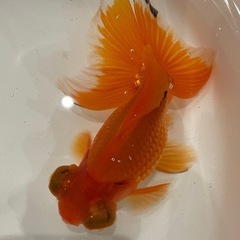 (決定)蝶尾 更紗 当歳の画像