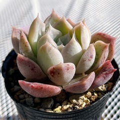 《エケベリア》　ヒアリナhybの画像