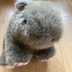 ウォンバット　ぬいぐるみ　オーストラリアの画像