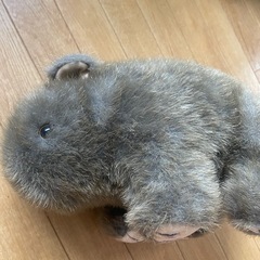 ウォンバット　ぬいぐるみ　オーストラリアの画像