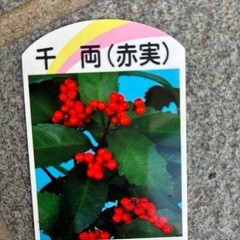 🌟縁起物🌟千両(赤実)の画像