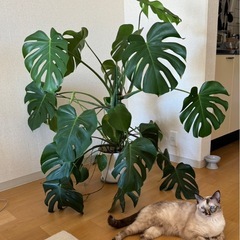 【12/13まで】モンステラ（スタンド植木鉢なし）の画像