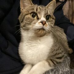 里親さん募集。キジトラの女の子