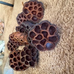 蓮の実　ドライフラワーの画像