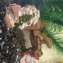 アルビノブッシープレコの画像