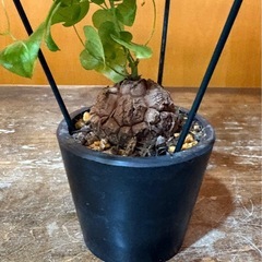 亀甲竜　ディオスコレア　エレファン.ティペス アフリカの画像