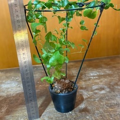 亀甲竜　ディオスコレア　エレファン.ティペス アフリカの画像