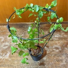 亀甲竜　ディオスコレア　エレファン.ティペス アフリカの画像