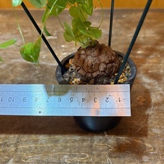 亀甲竜　ディオスコレア　エレファン.ティペス アフリカの画像