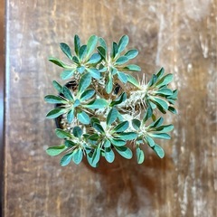 ユーフォルビア　ギラウミニアナ　の画像