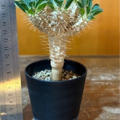 ユーフォルビア　ギラウミニアナ　の画像