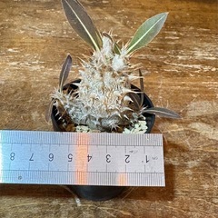 パキポディウム　ロスラーツムの画像