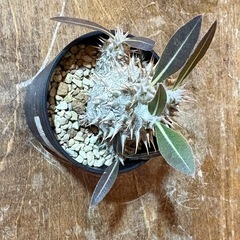 パキポディウム　ロスラーツムの画像